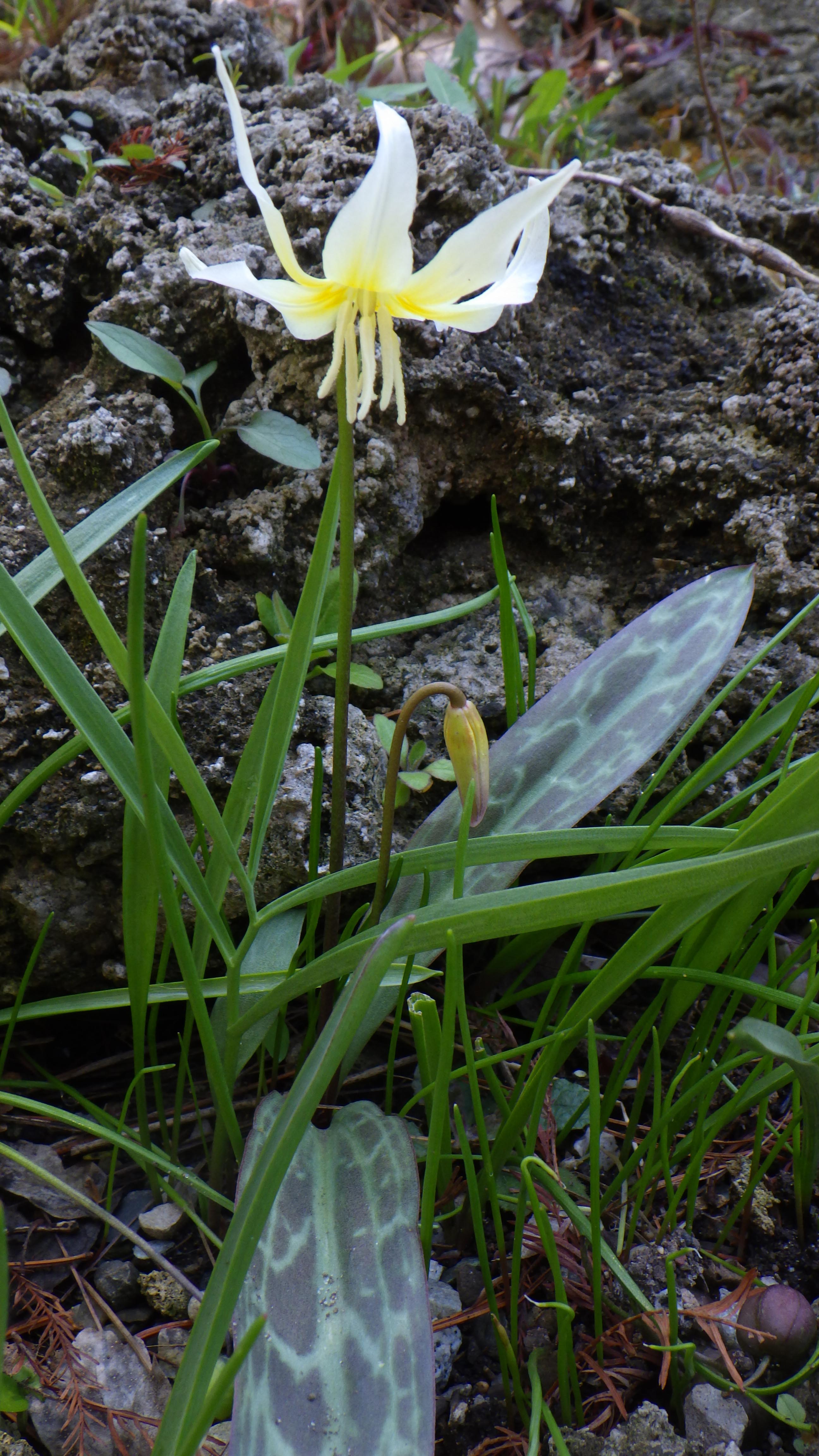Erythronium multiscapideum